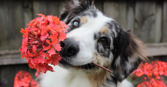 Cani e fiori