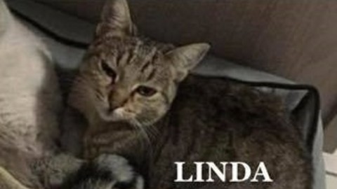 Esplosione Rescaldina, trovato gatto di uno dei sopravvissuti – Settegiorni