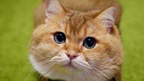 I baffi del gatto: in comunicazione con il mondo! – FocusJunior.it