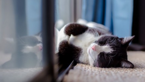Cosa fare con l'animale domestico durante la visita alla casa del … – idealista.it/news