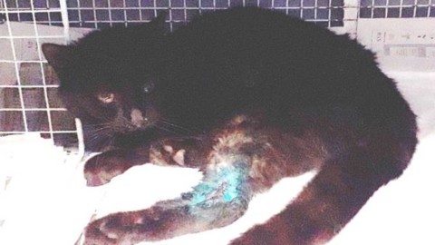 Gatto investito a Giusvalla, affidato all'Enpa: “Il Comune non ha una … – Il Vostro Giornale