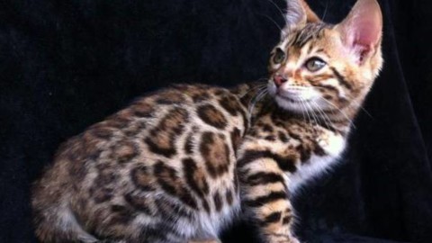 Razze feline, il Bengala: caratteristiche e attitudini di un gatto … – Riviera24