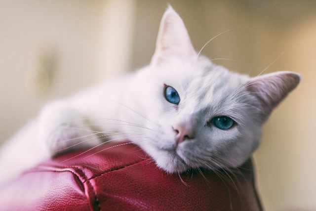 test cane o gatto