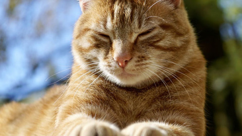 Perché i gatti fanno l'occhiolino ai proprietari? Lo spiega la scienza – GreenStyle
