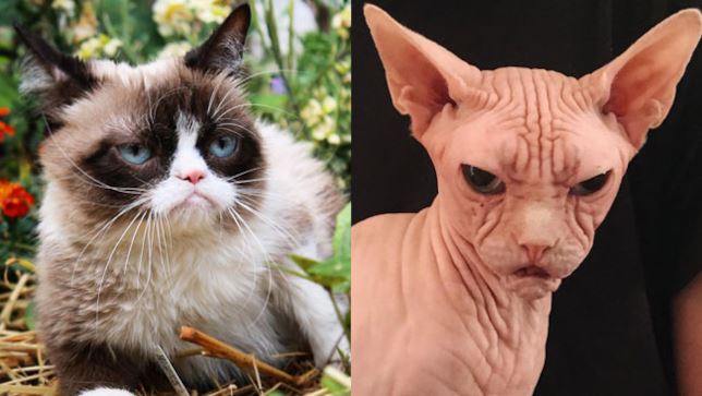 Grumpy Cat e il suo rivale, il gatto incazzato Loki