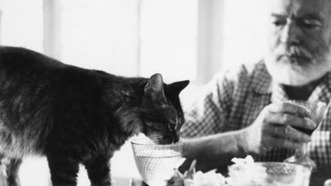 Il miglior amico dell'uomo è il gatto – Corriere Quotidiano