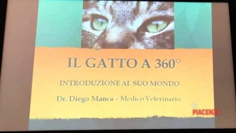 Nell'antico Egitto il gatto era venerato e considerato la … – IlPiacenza