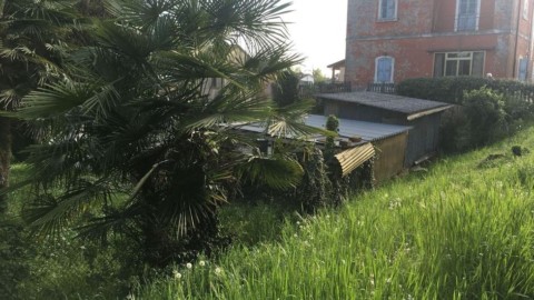 Cane seviziato e massacrato la padrona non esce più di casa – il mattino di Padova