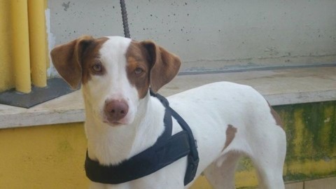 Il paradiso dei cani tra agility, baby sitting e corsi di obbedienza – la Nuova di Venezia
