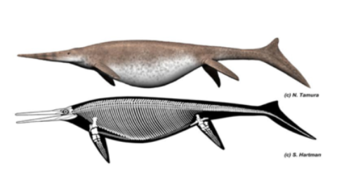 Scoperto un ittiosauro gigante tra i più grandi mai esistiti – Gaianews.it