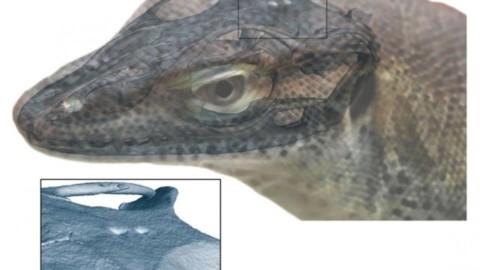 Gli “animali fantastici” esistiti davvero: la lucertola preistorica con … – Pikaia