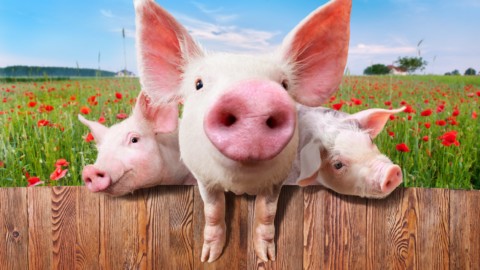 La detenzione domestica di animali non “convenzionali” – Studio Cataldi