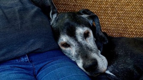 Cani, una diagnosi del tumore cerebrale, senza biopsia – Galileo