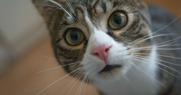 Gatti