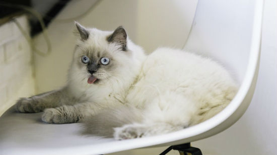 Gatto