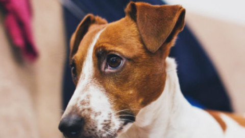 Cani e gatti: gli errori più comuni – GreenStyle