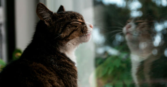 Gatto
