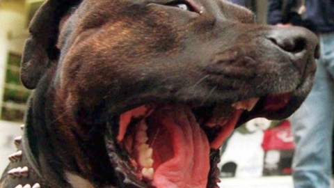 Sulmona: veterinario morso, catturato il cane – Rete8