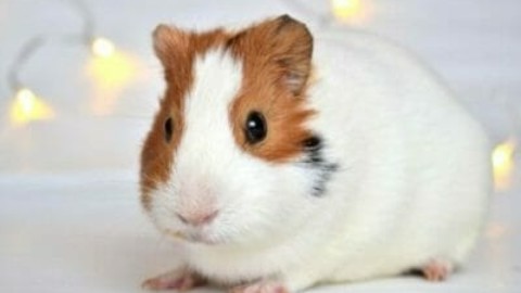 Porcellino d'India: aspetto, abitudini e cura della cavia domestica – TuttoGreen