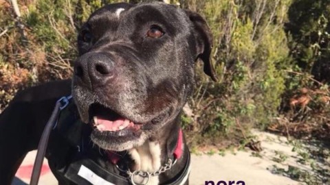 Adotta un cane, da Monte Contessa tre ospiti di lungo corso cercano … – Genova24.it