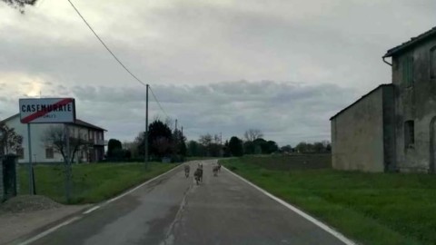 Lupi avvistati alle porte di Forlì? Se anche sono “solo” cani torna il … – ForlìToday