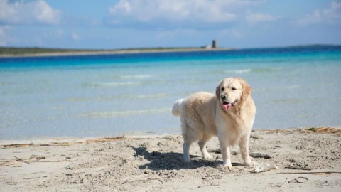 Cani liberi nelle spiagge sarde, infuria la polemica: “Sono più puliti … – Casteddu on Line