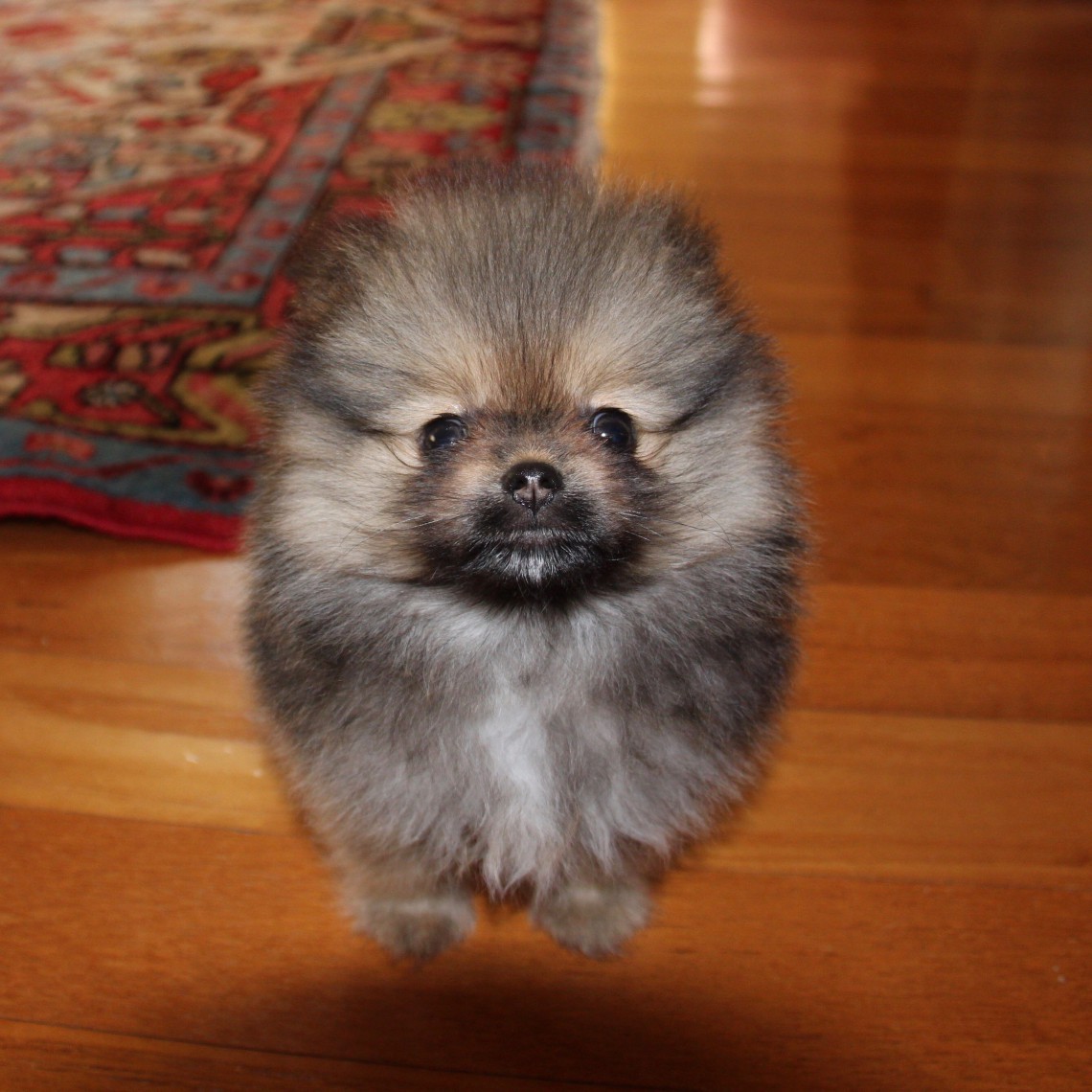 spitz volpino di pomerania