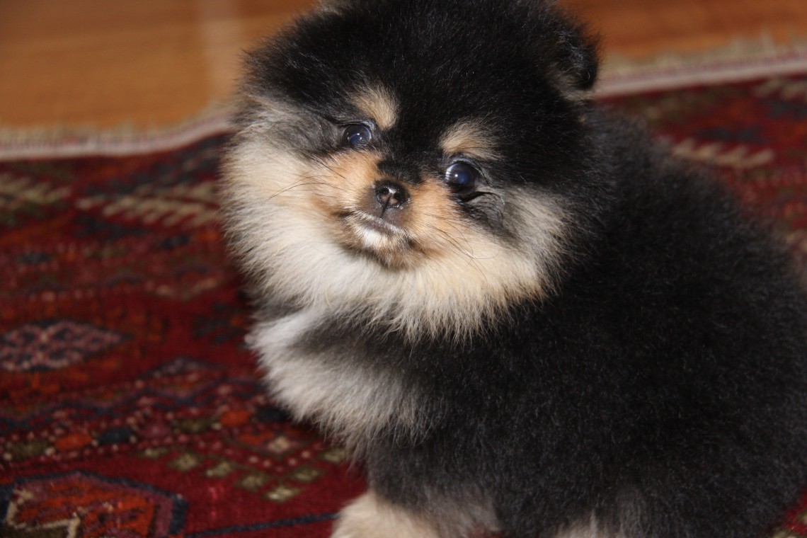 volpino di pomerania