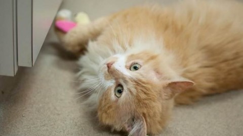 Toby, il gatto che percorre 20 km per tornare a casa. Ma i proprietari … – greenMe.it