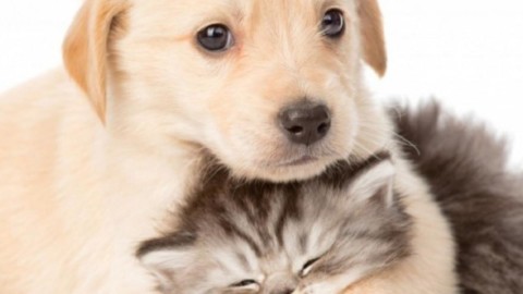 Casting per un film ma anche per animali per fiction e cinema, e … – Blasting News