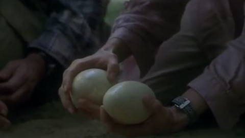Trovate uova calcificate di dinusauro in un terreno a Chiugiana: si … – CORCIANONLINE.it (Blog)