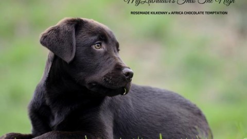 Viaggiare in aereo insieme al proprio cane – Varese News