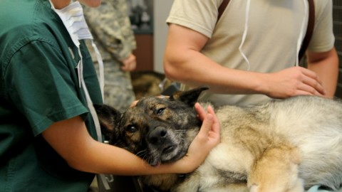 Spese veterinarie: come scaricarle dalle tasse? – La Legge per Tutti