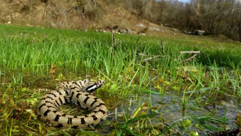 Splendido esemplare di vipera avvistato sul monte Fumaiolo – LE … – CesenaToday