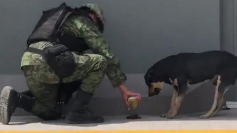 Un cane randagio sfamato dai soldati, il filmato visto oltre 2 milioni di … – La Stampa