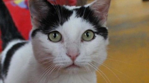 E il gatto Pilù ereditò un milione e mezzo di euro – La Repubblica