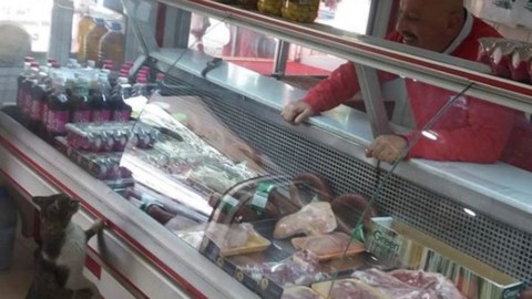 Macellaio turco diventa ricco e famoso grazie a un gatto, la storia di … – Il Secolo XIX
