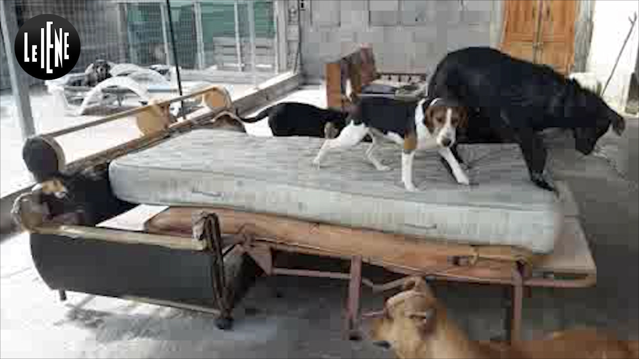 canile gela cani randagi jessica associazione