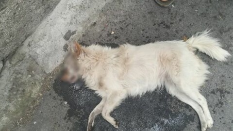 Biancavilla, ucciso un altro cane: è caccia al “serial killer” di Piano … – La Sicilia