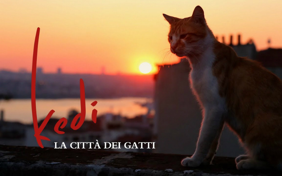 1. kedi