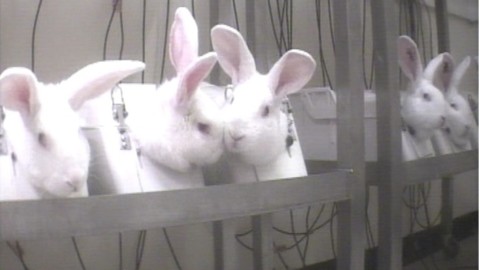 Parlamento Europeo chiede divieto mondiale per test cosmetici su animali
