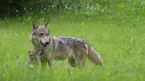 Bolzano, petizione antilupo in dirittura di arrivo. Una trovata elettorale?