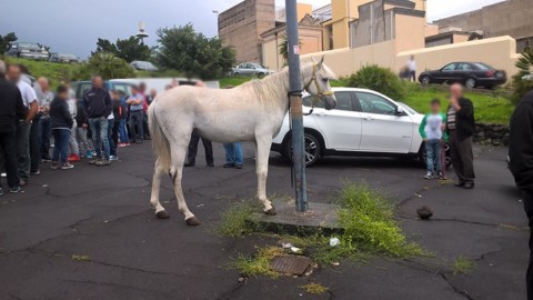 Fiera bestiame Biancavilla (Catania): udienza preliminare per aggressione