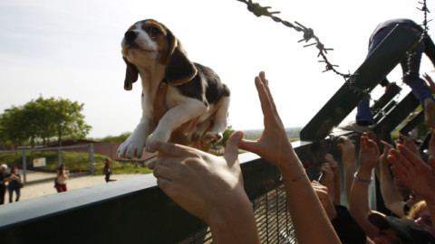 Non rubarono ma salvarono Beagle. Eppure condannati…