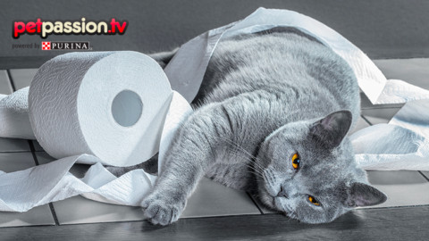 Guai e marachelle dei gatti – Petpassion.tv