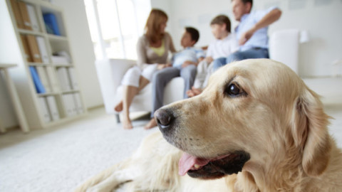 Animale domestico mon amour, nelle case italiane 60 milioni di pet … – Il Messaggero