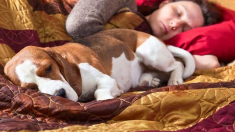 Vita da cani (tra le lenzuola): Il 50% dorme con i padroni – Corriere della Sera