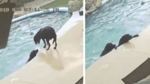 Cane eroe salta in piscina per salvare il suo amico a quattrozampe – La Stampa