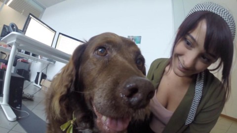 Formigine (Modena), l'ufficio dog friendly: al lavoro insieme al cane – Messaggero Veneto