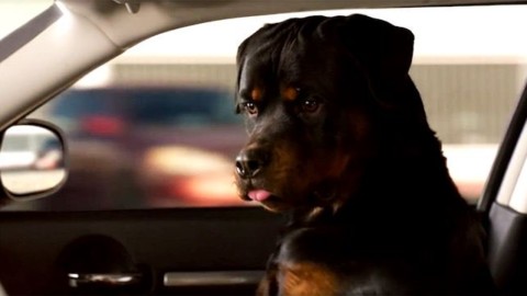 I cani di Show Dogs dal 10 maggio in sala: cosa ha in comune con … – ComingSoon.it
